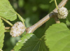 Шелковица белая (лат.Morus alba), семена