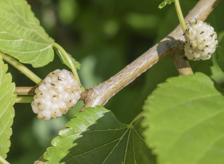 Шелковица белая (лат.Morus alba), семена