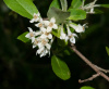 Лох зонтичный (лат. Elaeagnus umbellata), семена