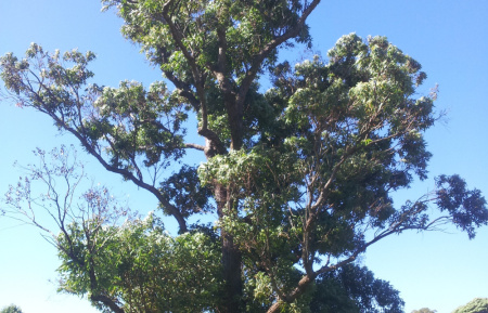 Эвкалипт Робуста, или Болотное красное дерево (лат. Eucalyptus robusta), семена