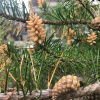 Сосна Банкса (лат. Pinus banksiana), семена
