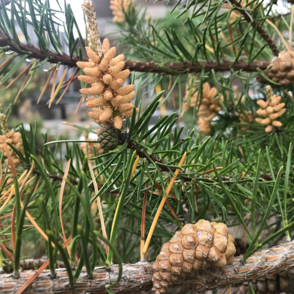 Сосна Банкса (лат. Pinus banksiana), семена