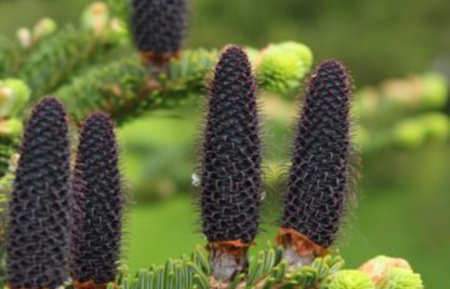 Пихта Фабри (лат. Abies fabri), семена