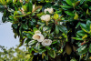 Магнолия крупноцветковая  (лат. Magnolia grandiflora), семена