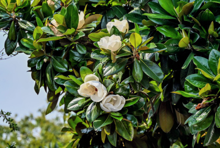 Магнолия крупноцветковая  (лат. Magnolia grandiflora), семена