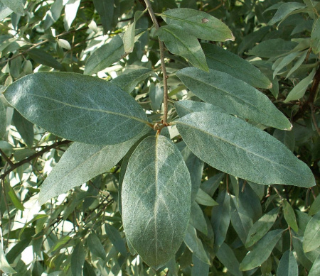 Лох узколистный (лат. Elaeagnus angustifolia), семена