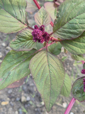 Амарант красный (лат. Amaranthus cruentus), 700 шт