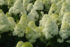 Гортензия метельчатая Полярный медведь (лат. Hydrangea paniculata 'Polar Bear') С3, саженец