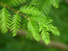 Метасеквойя рассечёношишечная Хубей (лат. Metasequoia glyptostroboides "Хубей"), семена 0,2 грамма