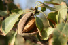 Миндаль низкий, или бобовник (лат. Amygdalus nana), семена