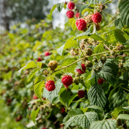 Малина обыкновенная (лат. Rubus idaeus), семена