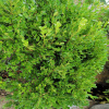 Самшит китайский (лат. Buxus sinica), семена 