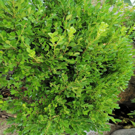 Самшит китайский (лат. Buxus sinica), семена 