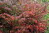 Барбарис амурский (лат. Berberis amurensis), семена