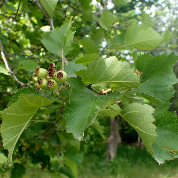 Боярышник крупноколючковый (лат. Crataegus macracantha), семена