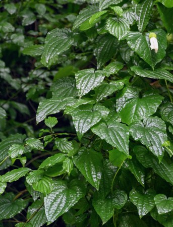 Тамус обыкновенный "Адамов корень" (лат. Dioscorea communis), семена