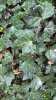 Плющ обыкновенный вар. Крымский (лат. Hedera helix var.taurika), семена