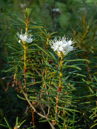 Рододендрон войлочный, или болотный (лат. Rhododendron tomentosum), семена 0,05 грамм