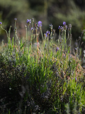 Лаванда узколистная (Lavandula angustifolia), 200 шт