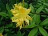 Рододендрон жёлтый (лат. Rhododendron luteum), семена 0,05 грамм