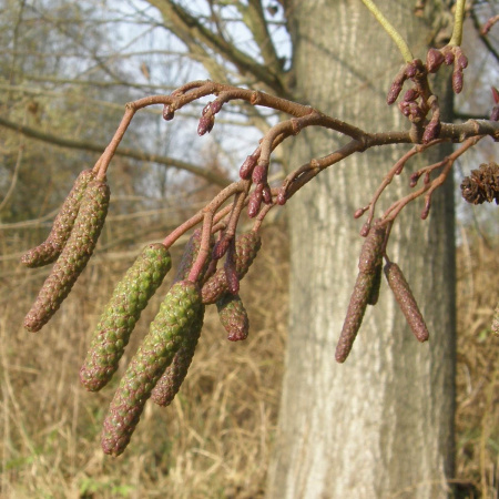 Ольха серая (лат. Alnus incana), семена