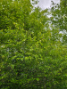 Граб каролинский (лат. Carpinus caroliniana), семена