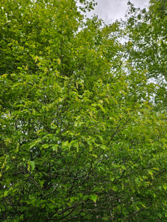 Граб каролинский (лат. Carpinus caroliniana), семена