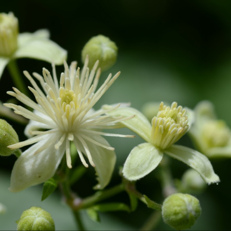 Клематис виноградолистный, или Ломонос виноградолистный (лат. Clematis vitalba), семена