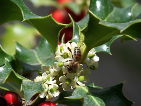 Падуб рогатый (лат. Ilex cornuta), семена