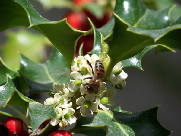 Падуб рогатый (лат. Ilex cornuta), семена