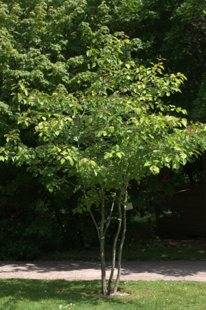 Боярышник даурский (лат. Crataegus dahurica), семена