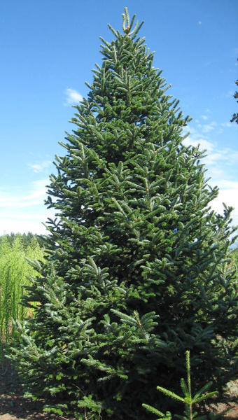 Пихта бальзамическая (лат. Abies balsamea), саженец, 1 ш