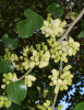 Шелковица белая (лат.Morus alba), семена
