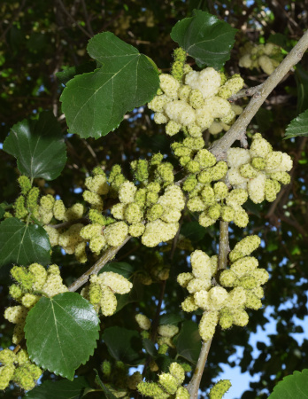 Шелковица белая (лат.Morus alba), семена