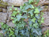 Плющ обыкновенный вар. Крымский (лат. Hedera helix var.taurika), семена