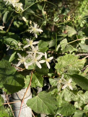 Клематис трехцветковый (лат. Clematis terniflora), семена 