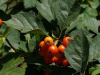 Боярышник алтайский (лат. Crataegus altaica), семена