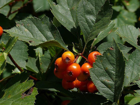 Боярышник алтайский (лат. Crataegus altaica), семена