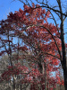 Дуб шарлаховый (лат. Quercus coccinea) 10 штук, семена