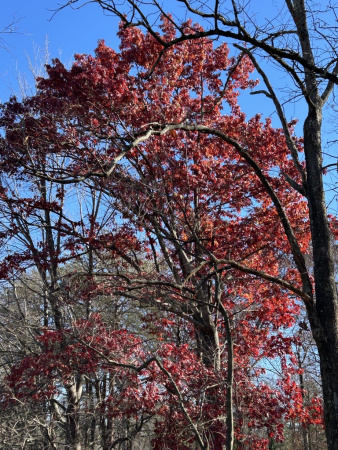 Дуб шарлаховый (лат. Quercus coccinea) 10 штук, семена