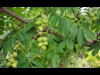 Орех Зибольда Тульский (лат. Juglans sieboldiana "Тульский") 10 шт, семена