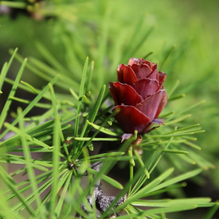 Лиственница даурская, или Лиственница Гмелина (лат. Larix dahurica), семена