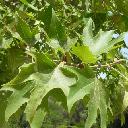 Платан восточный (лат. Platanus orientalis), семена