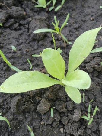 Календула лекарственная многолетняя (лат. Calendula officinalis), семена 50 шт