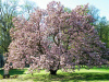 Магнолия Делавея (лат. Magnolia delavayi), семена