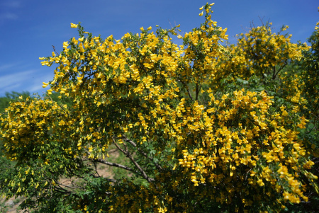 Карагана древовидная или акация желтая (лат. Caragana arborescens), семена