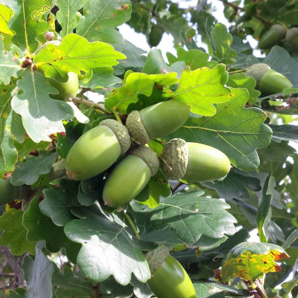 Дуб черешчатый пирамидальный (лат. Quercus robur `Fastigiata`) 10 шт, семена 