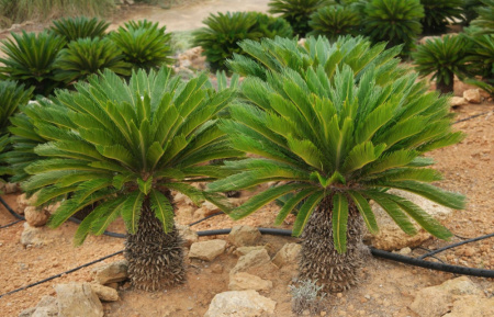 Саговник поникающий (лат. Cycas revoluta), семена 3 штуки