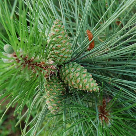 Сосна крымская, или Сосна Палласа 'Nigra' (лат. Pinus nigra subsp. pallasiana 'Nigra'), семена