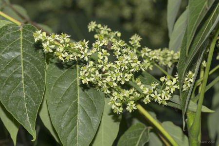 Айлант высочайший  (лат. Ailanthus altissima), семена